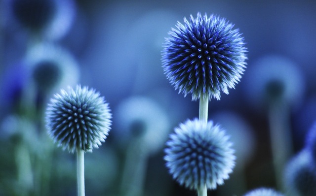 beautiful-blue-flower-denim