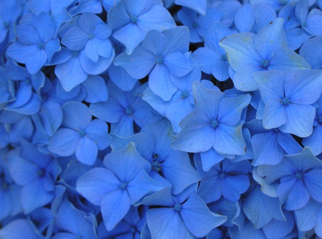 blue-flowers-jeans-inspiration